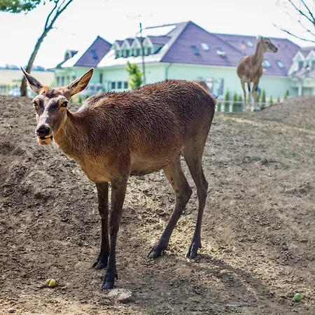 Szálloda Viliam Frano 4*