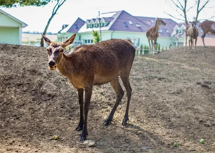 Szálloda Viliam Frano 4*